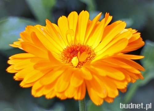 Nagietek lekarski  (Calendula officinalis) 